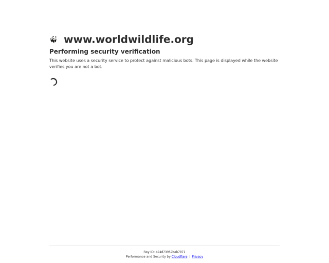 Screenshot of the World Wildlife website