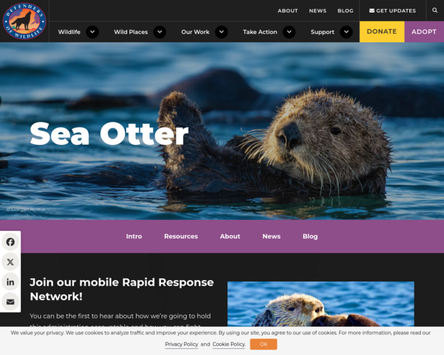 Screenshot of the Sea Otter Facts and Numbers - defenders.org website