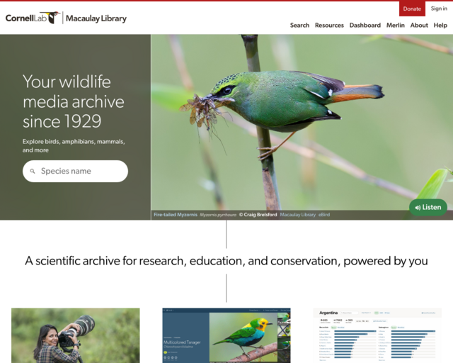Screenshot of the Macaulay Library - Cornell Lab of Orinthology website